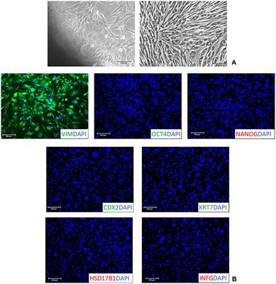 Generation of Trophoblast-Like Cells From Hypomethylated Porcine Adult Dermal Fibroblasts